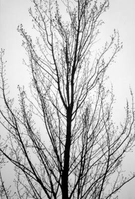 Baum hell dunkel
